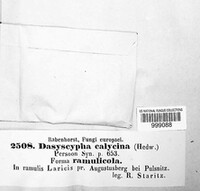 Dasyscyphus calycinus image